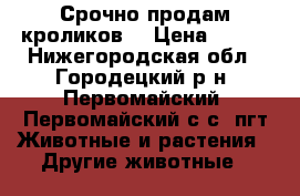      Срочно продам кроликов. › Цена ­ 500 - Нижегородская обл., Городецкий р-н, Первомайский (Первомайский с/с) пгт Животные и растения » Другие животные   